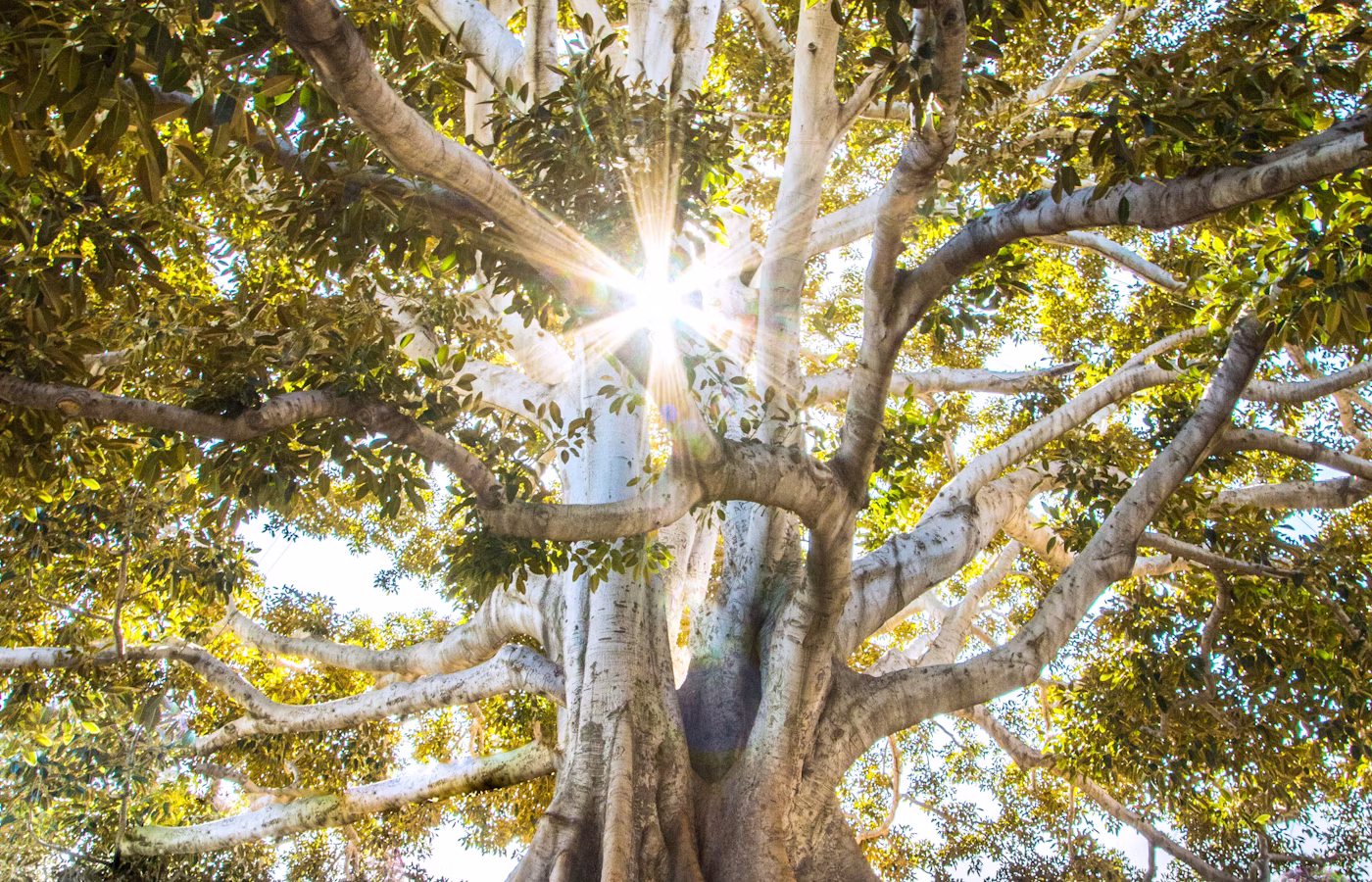 Энергия для руководителя